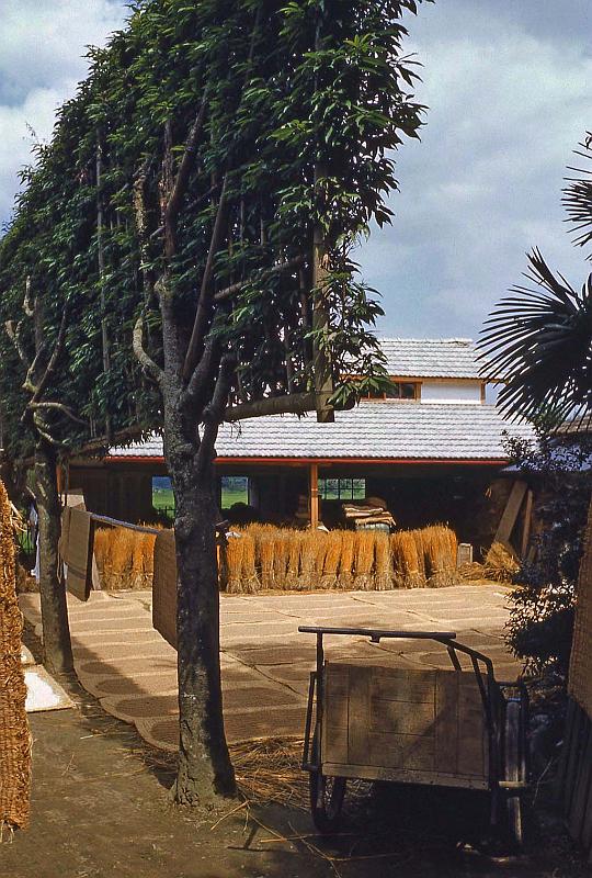 1952-3 Japan 126 Drying Rice Grains.jpg